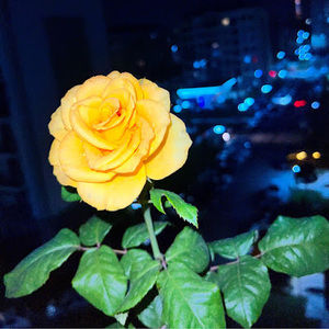 Meet your Posher, Dilobardhu